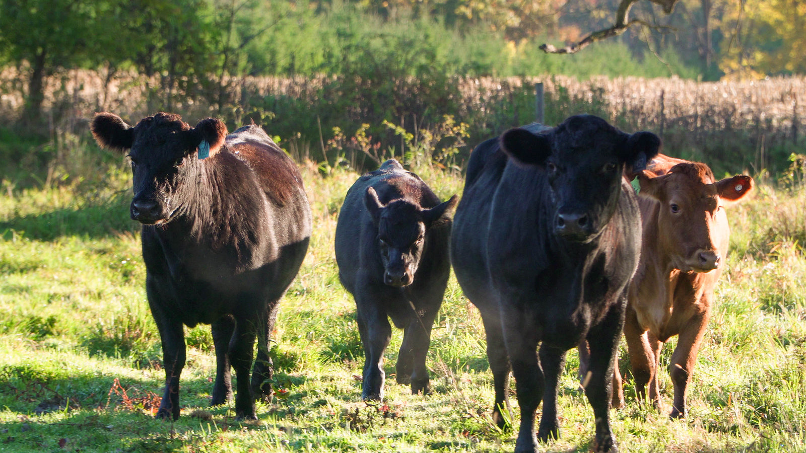 Understanding the Difference Between Full-Blood and F1 American Wagyu